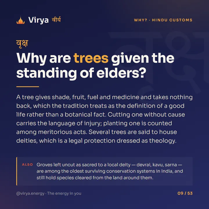 Why are trees given the standing of elders?