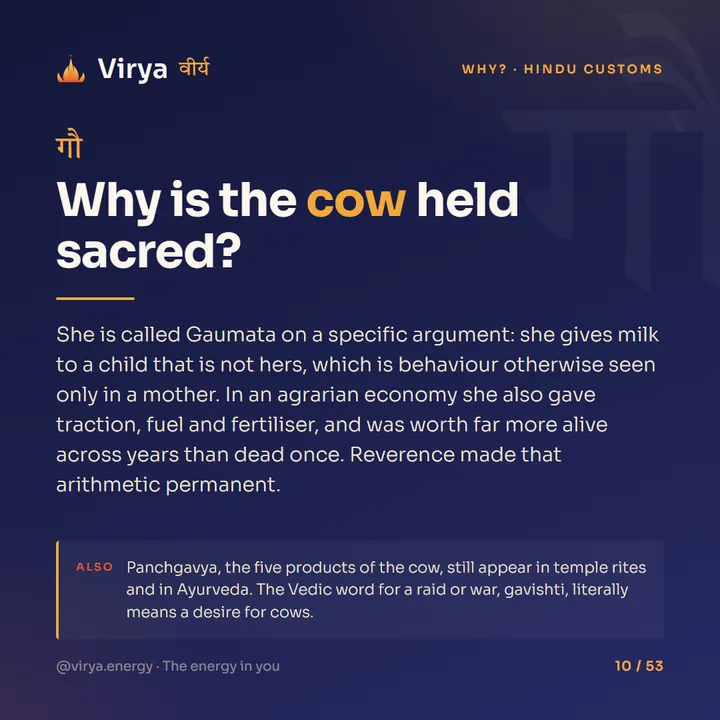 Why is the cow held sacred?