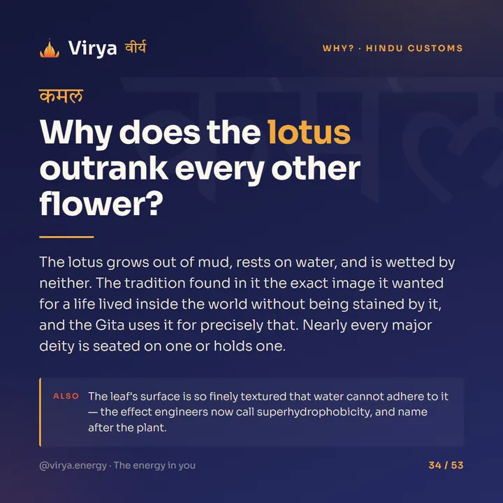 Why does the lotus outrank every other flower?